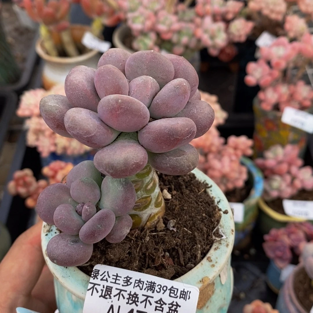 473月美人多肉6c m