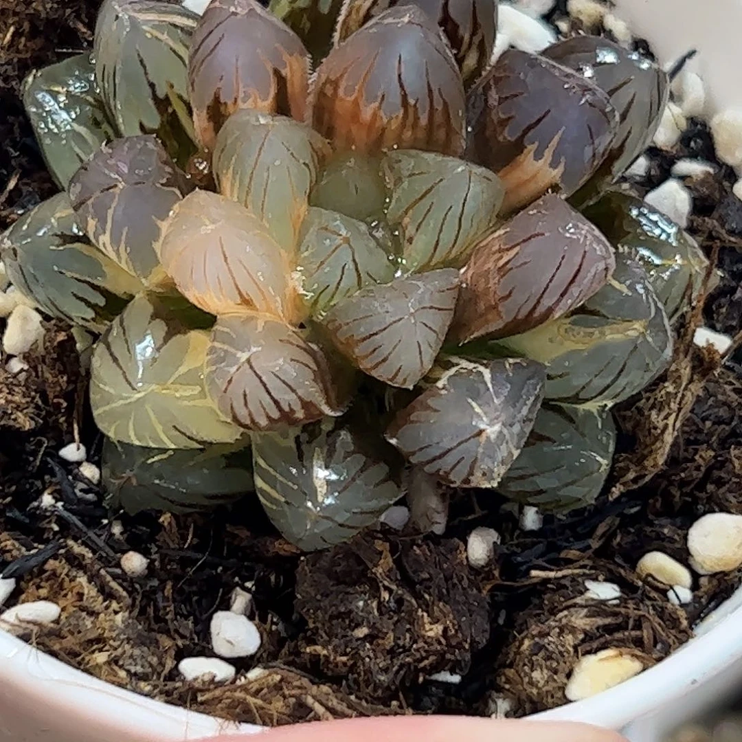 龙爪锦十二卷多肉植物