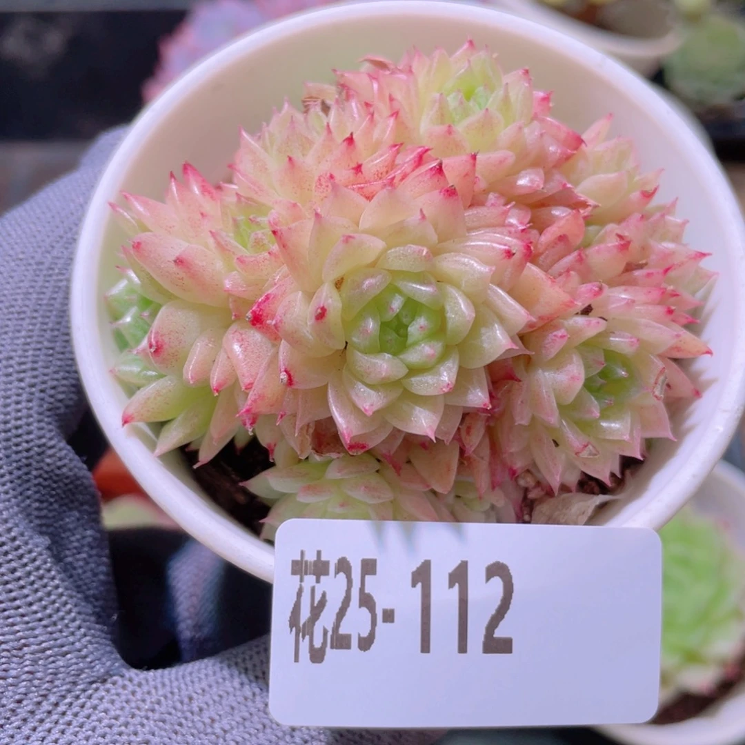 花利美25-112麦秆群