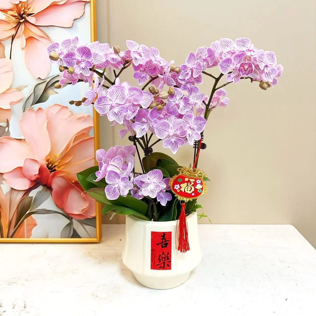 A级【台北樱花】 精品蝴蝶兰