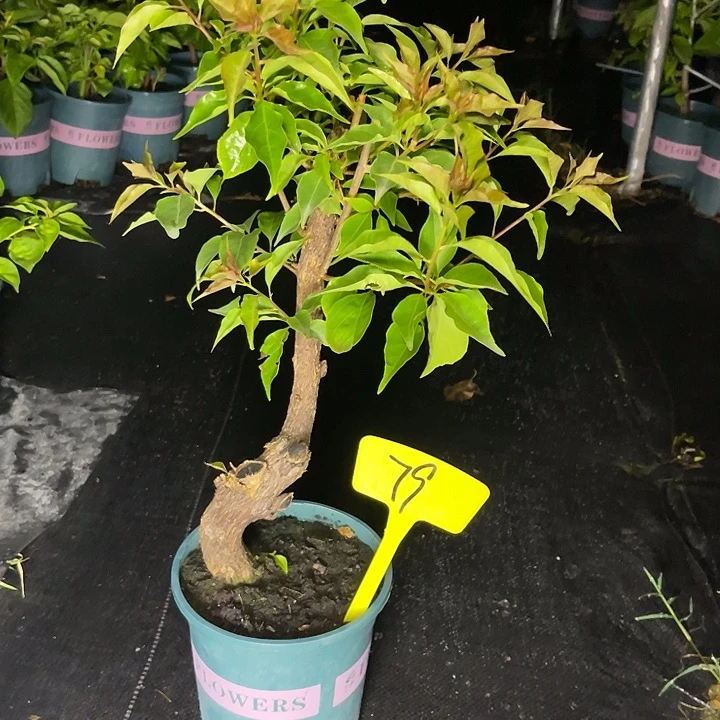 当前无花栽培后可以开花79热火桑巴桩