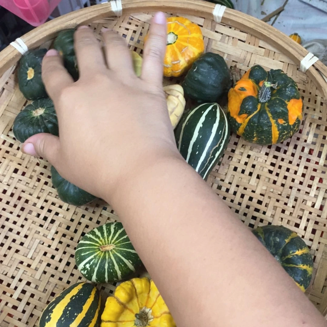【闪购商品】祸*墨西哥葫芦直播自选