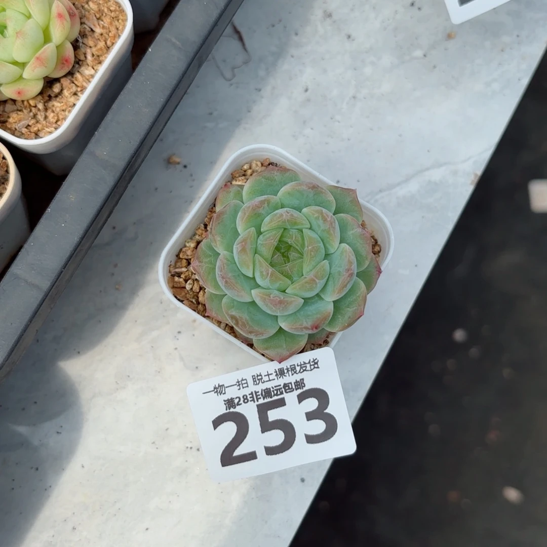 无尽灯单头无盆土发货