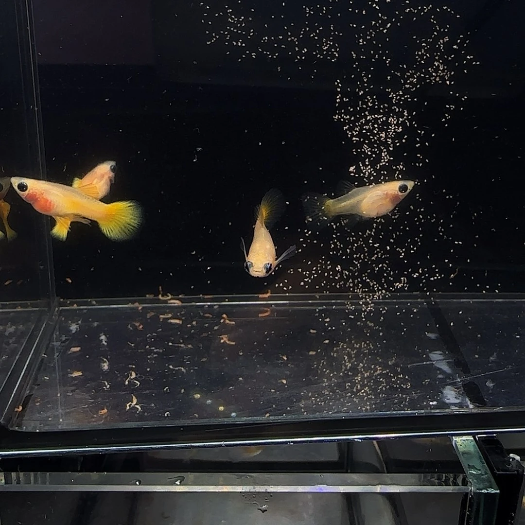 孔雀鱼短体黄金玻璃猫两对