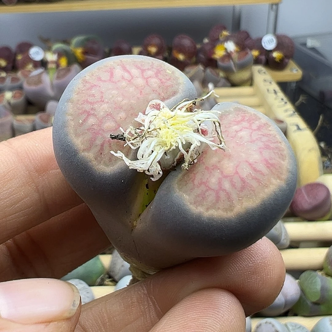 1902 长腿生石花清货不参考