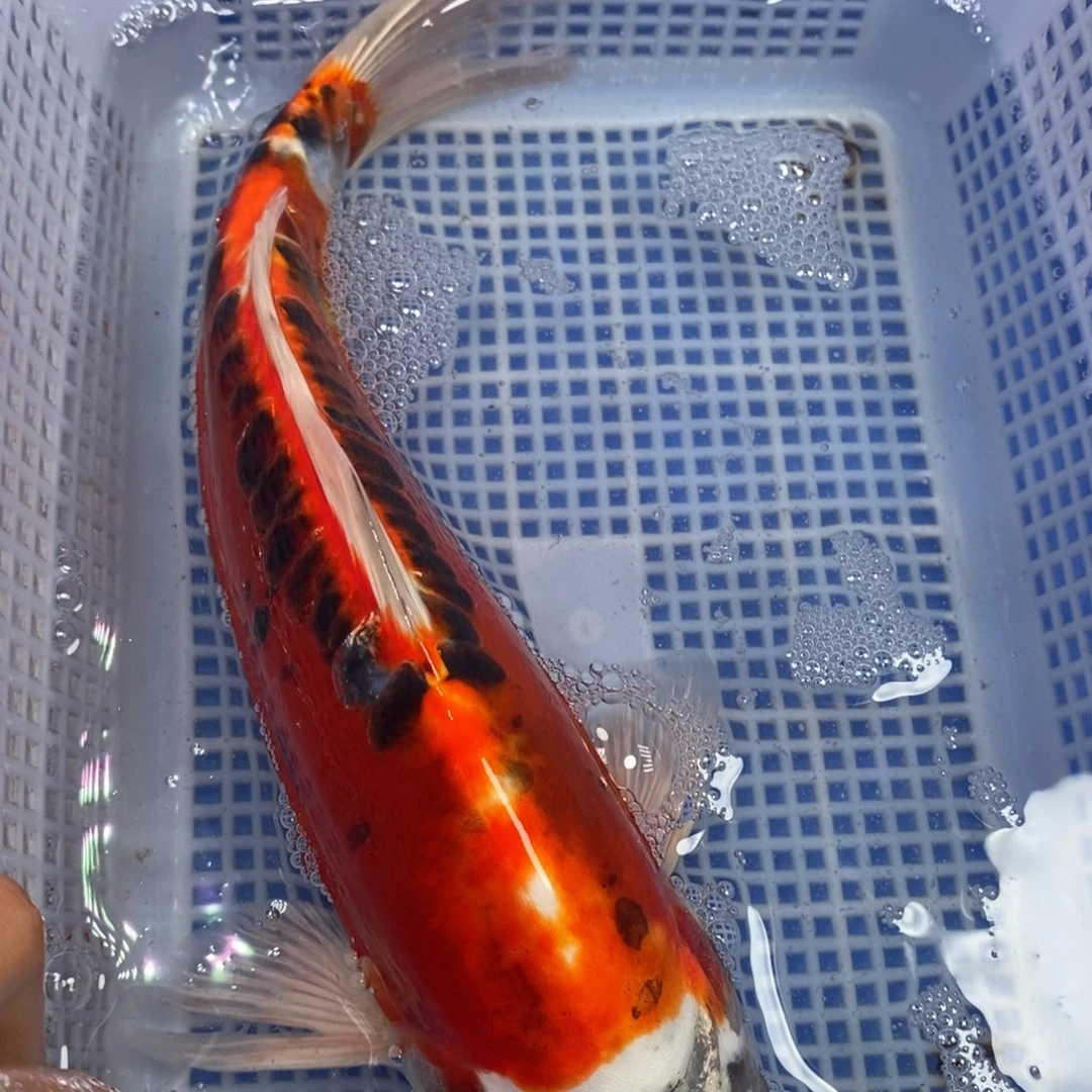 锦鲤冷水锦鲤包邮