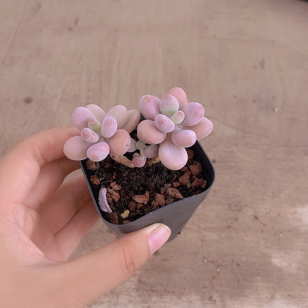 馄***酱桃蛋多肉植多肉，1