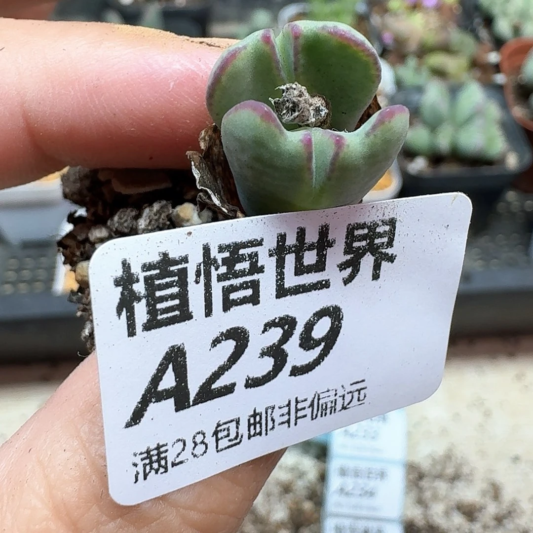 多肉植物的人生法g