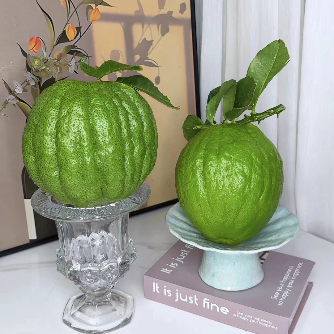 云南香橼果绿果摆件清供盘完居家摆件-威绿