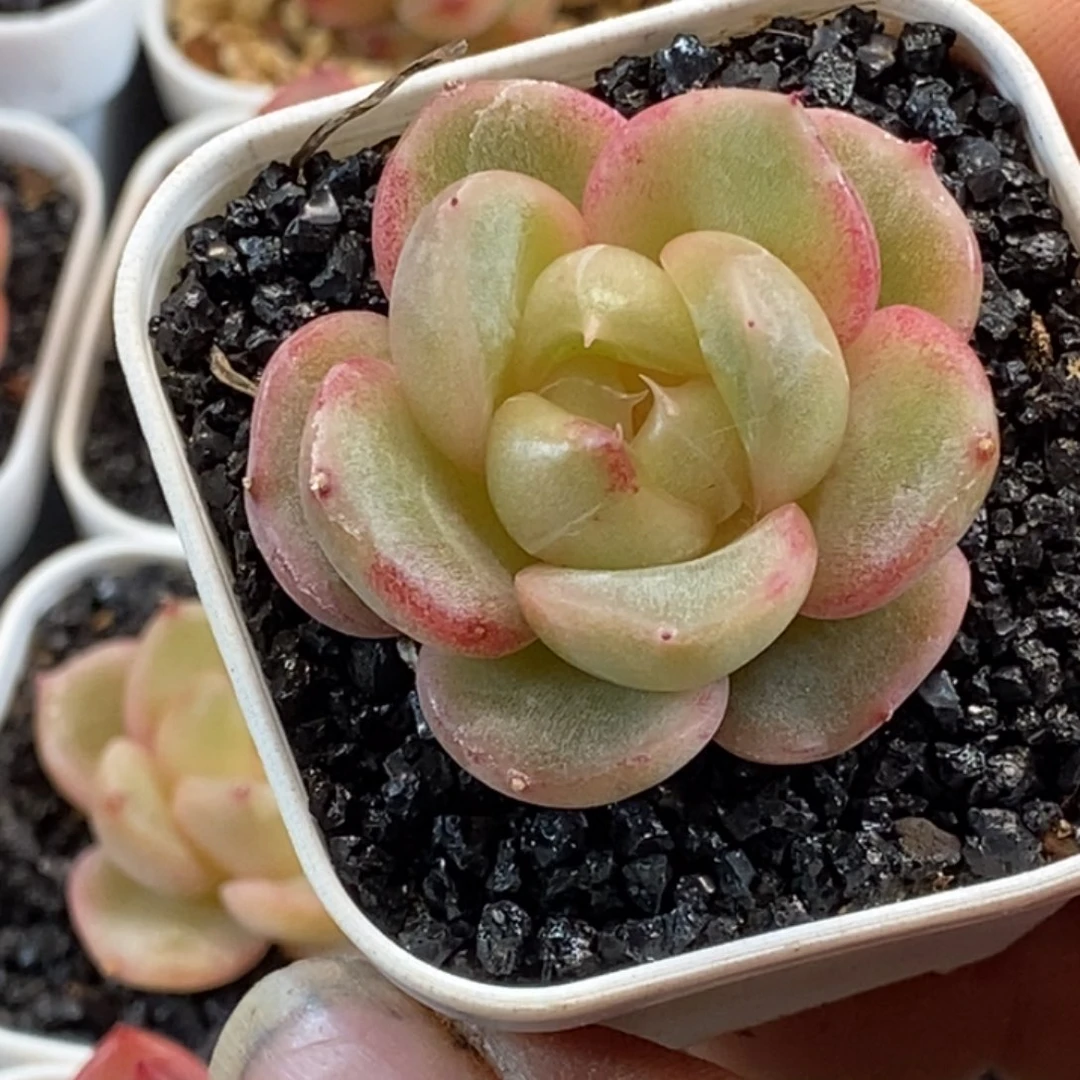 天官赐福百无禁忌