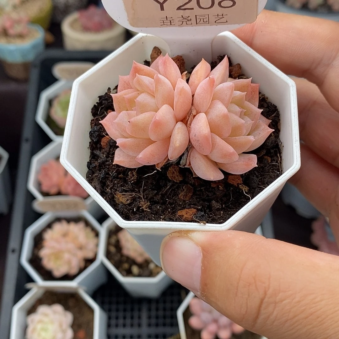 0298 纯爱双头 4.5cm