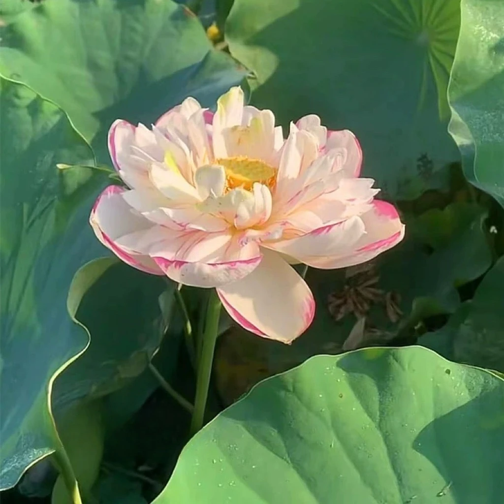 中大型观赏荷花碗莲【海荷园】水生卉庭院水池楼顶盆栽莲花公园池塘