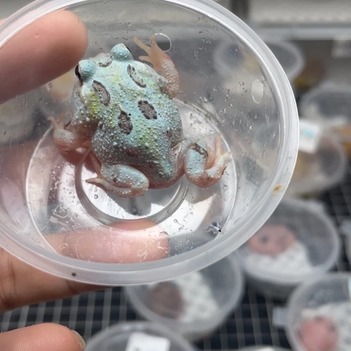 角蛙蓝色变异角蛙258