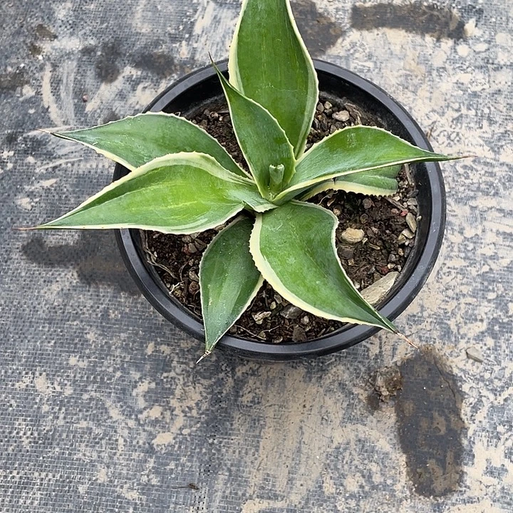 化***雪无花朵龙舌兰绿色植物