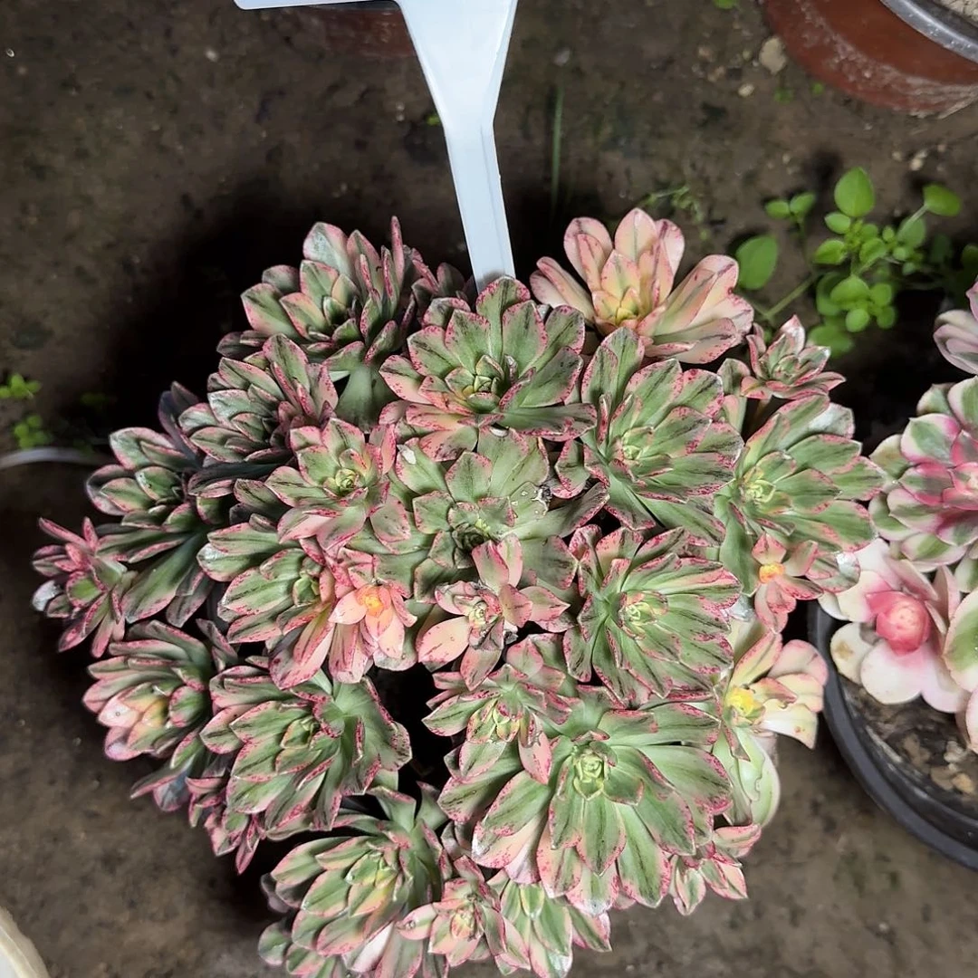 4164甜茶多肉法师