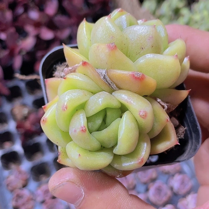 玉骨珍妮带土带盆