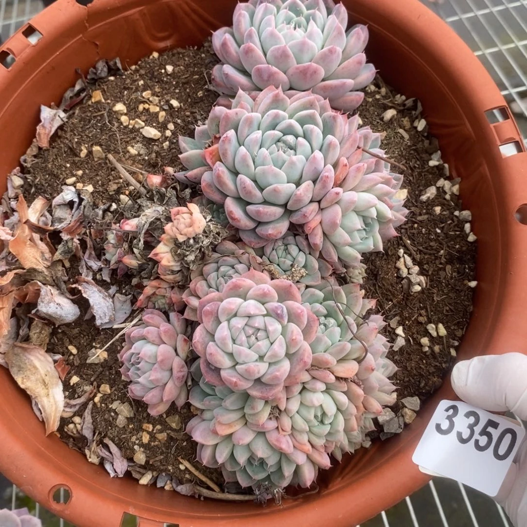 叶***优3350西施多头一物一拍