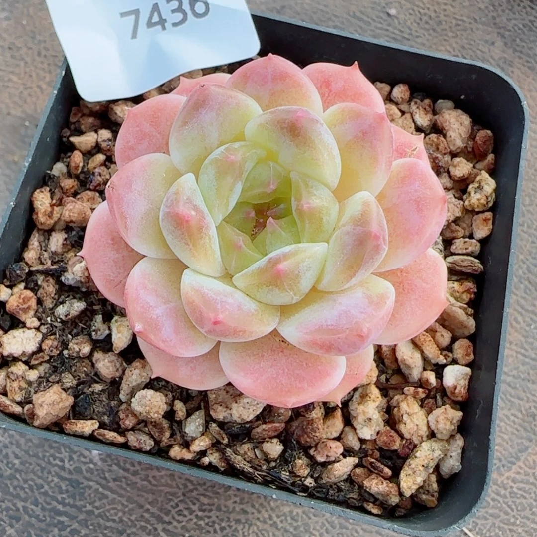 甜橙冰魄，7436多肉植物