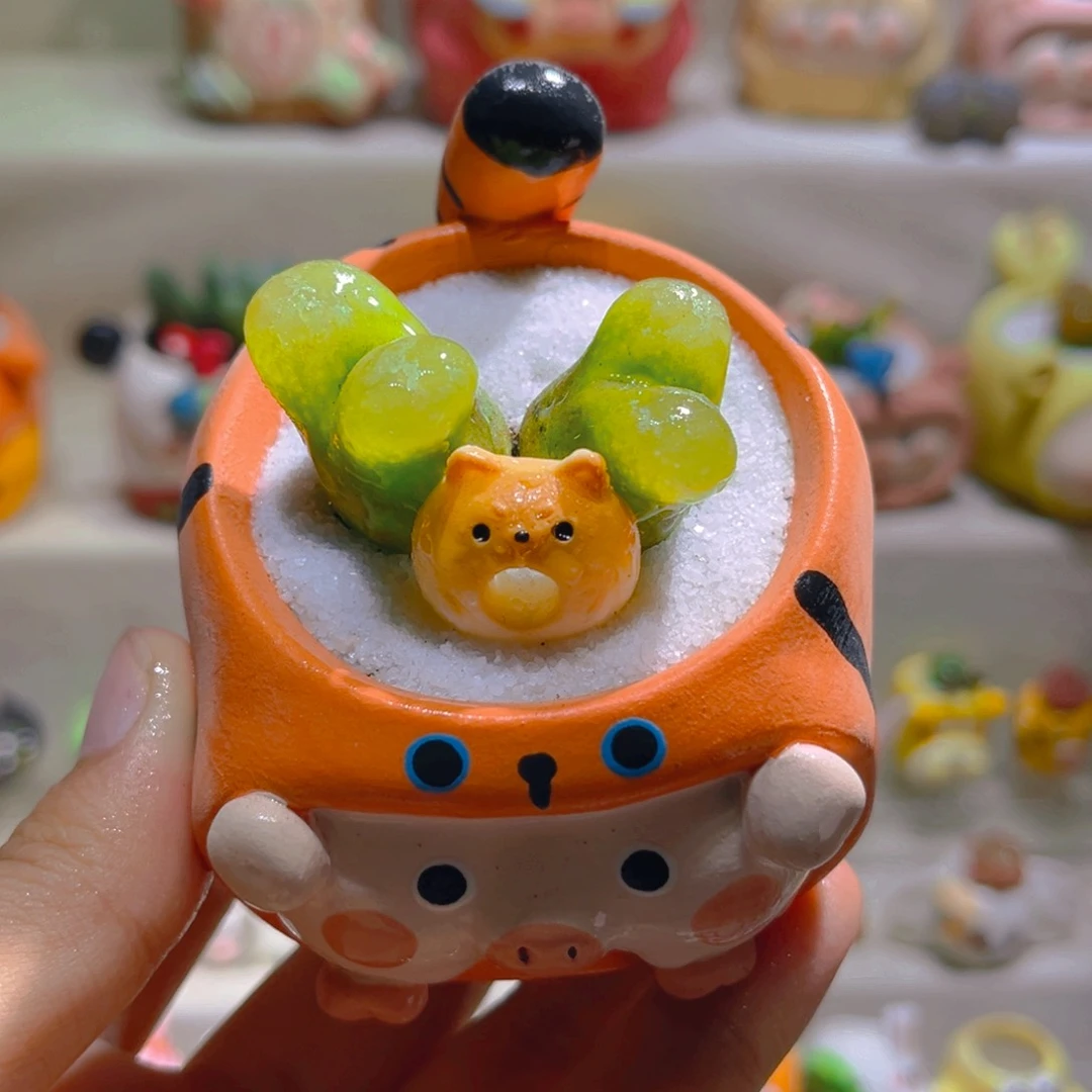 031高端多肉带盆土一套48