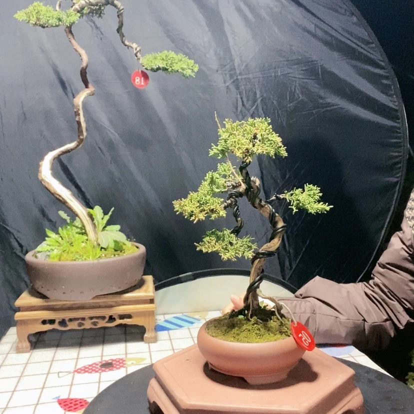 【闪购商品】盆景艺术