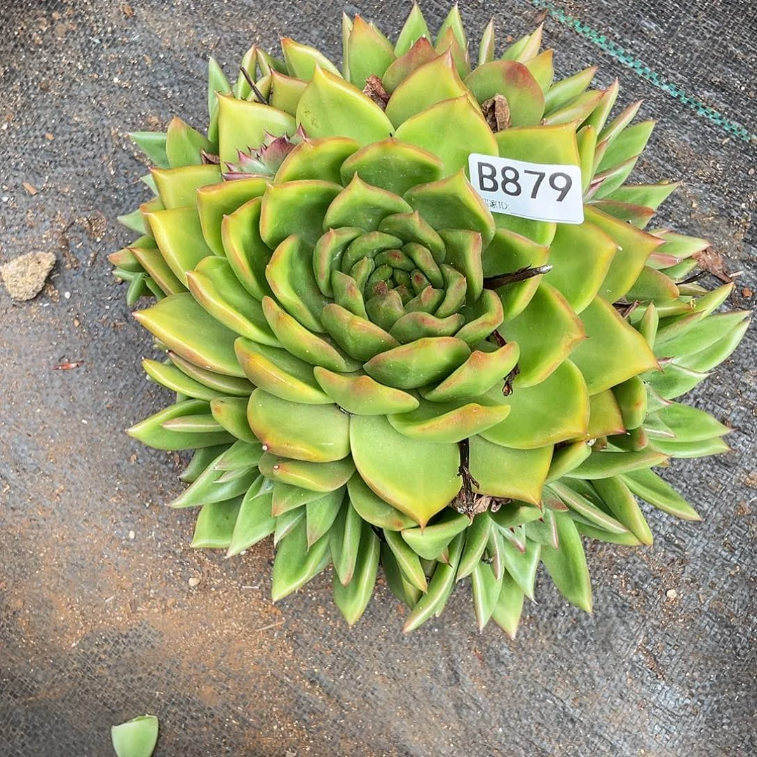 若如东云单拍B879