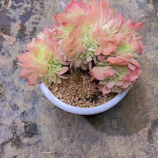 东***北丝多肉植物群