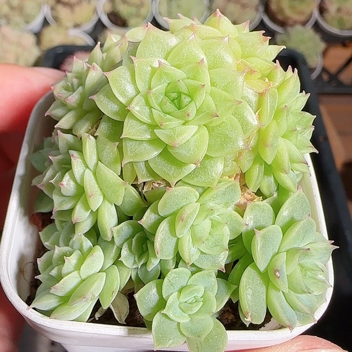 1115------46麦秆群