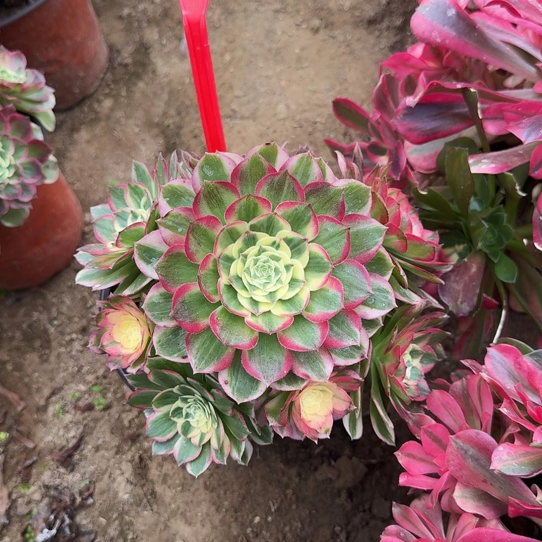 彼***花4577海仙多肉法师