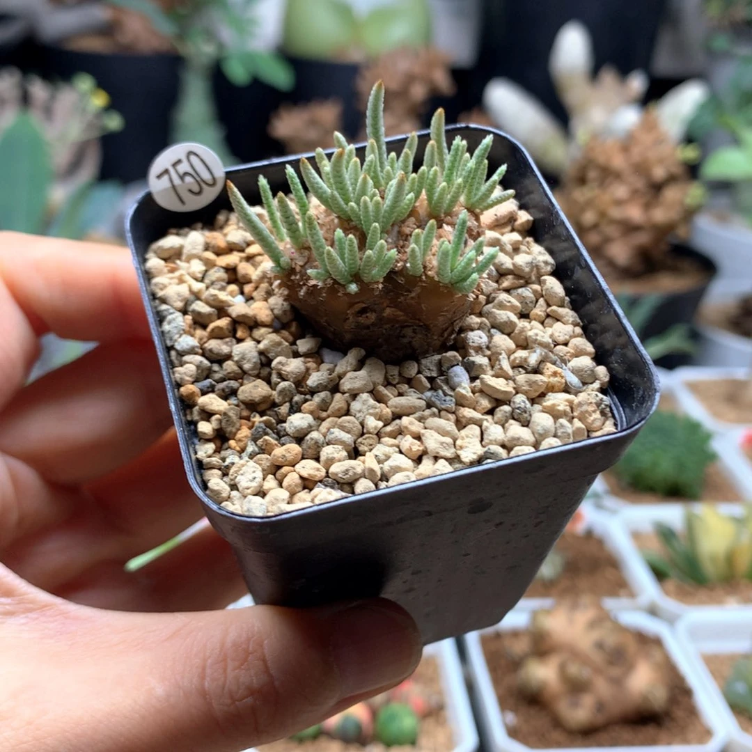 白花韧锦带盆2.8cm带盆