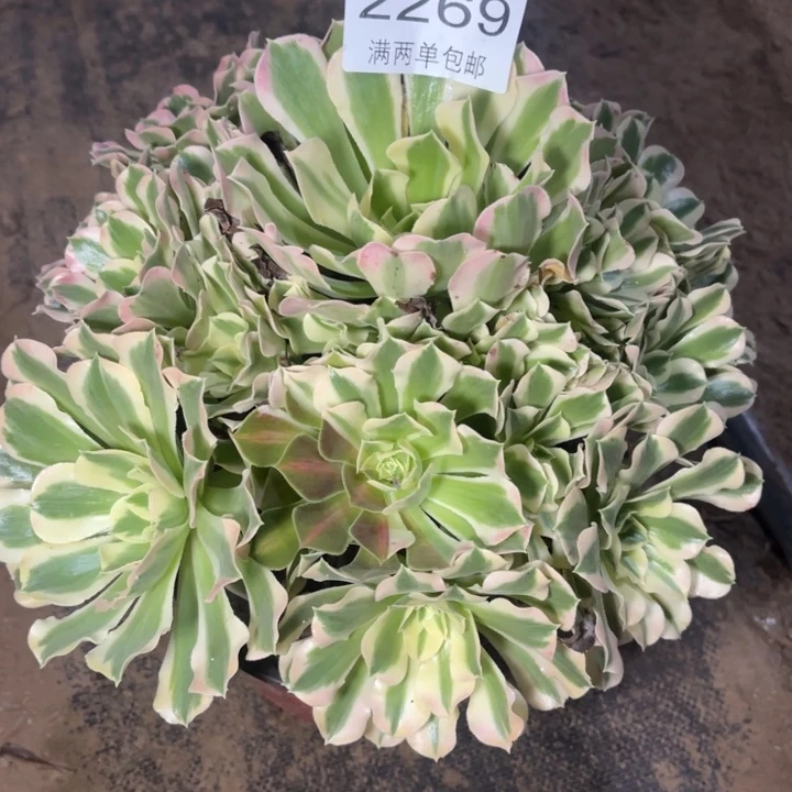 白凤多肉的人的人2269