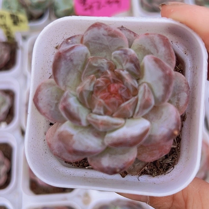 厚叶冰魄19包邮多肉