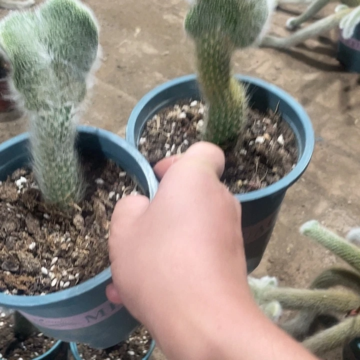赵***美九尾狐嫁接缀化2个