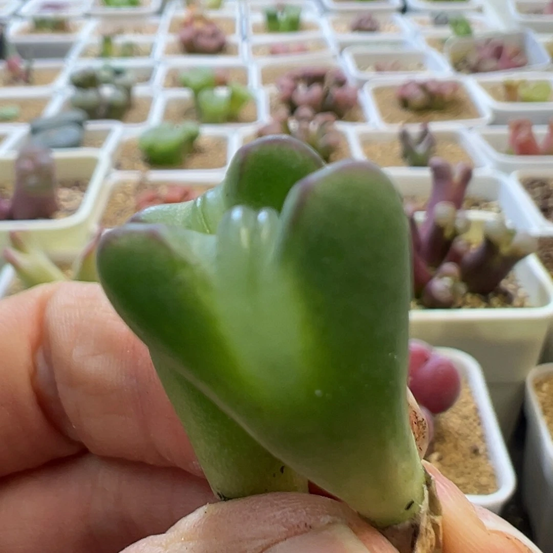 ?**单专拍专拍 肉锥植物