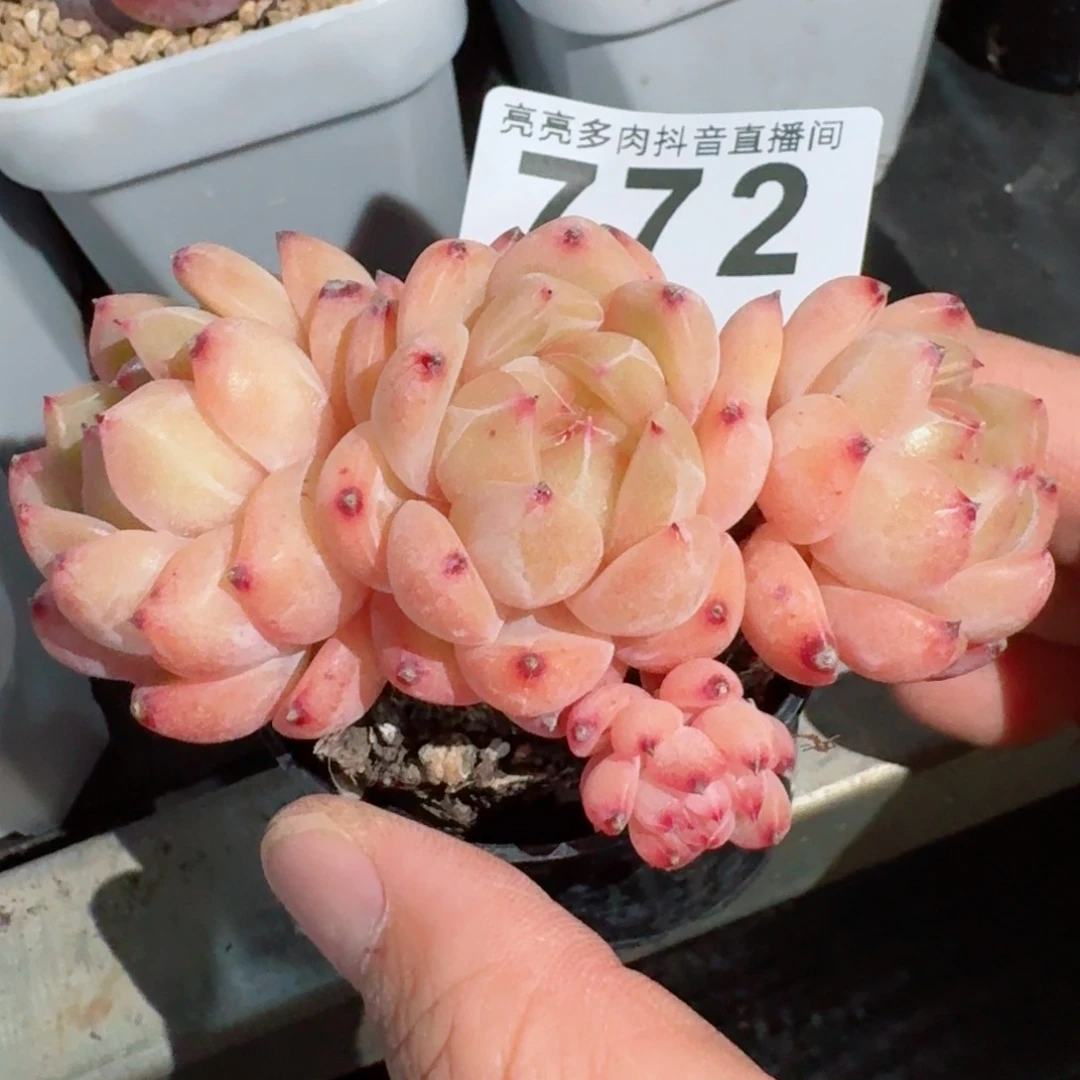 西*安孤品珍妮         精品多肉