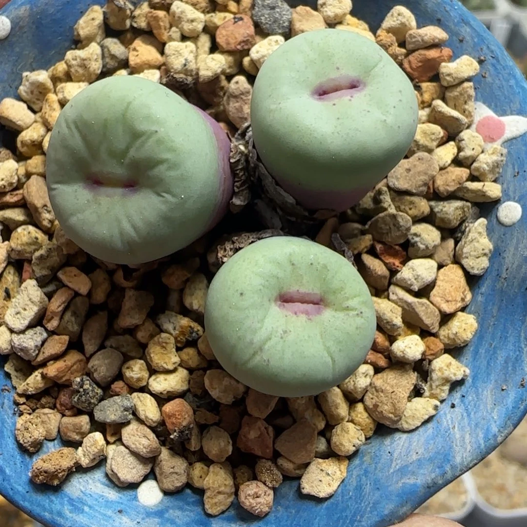 2.2号多肉3头厚唇嘟嘟嘴57号