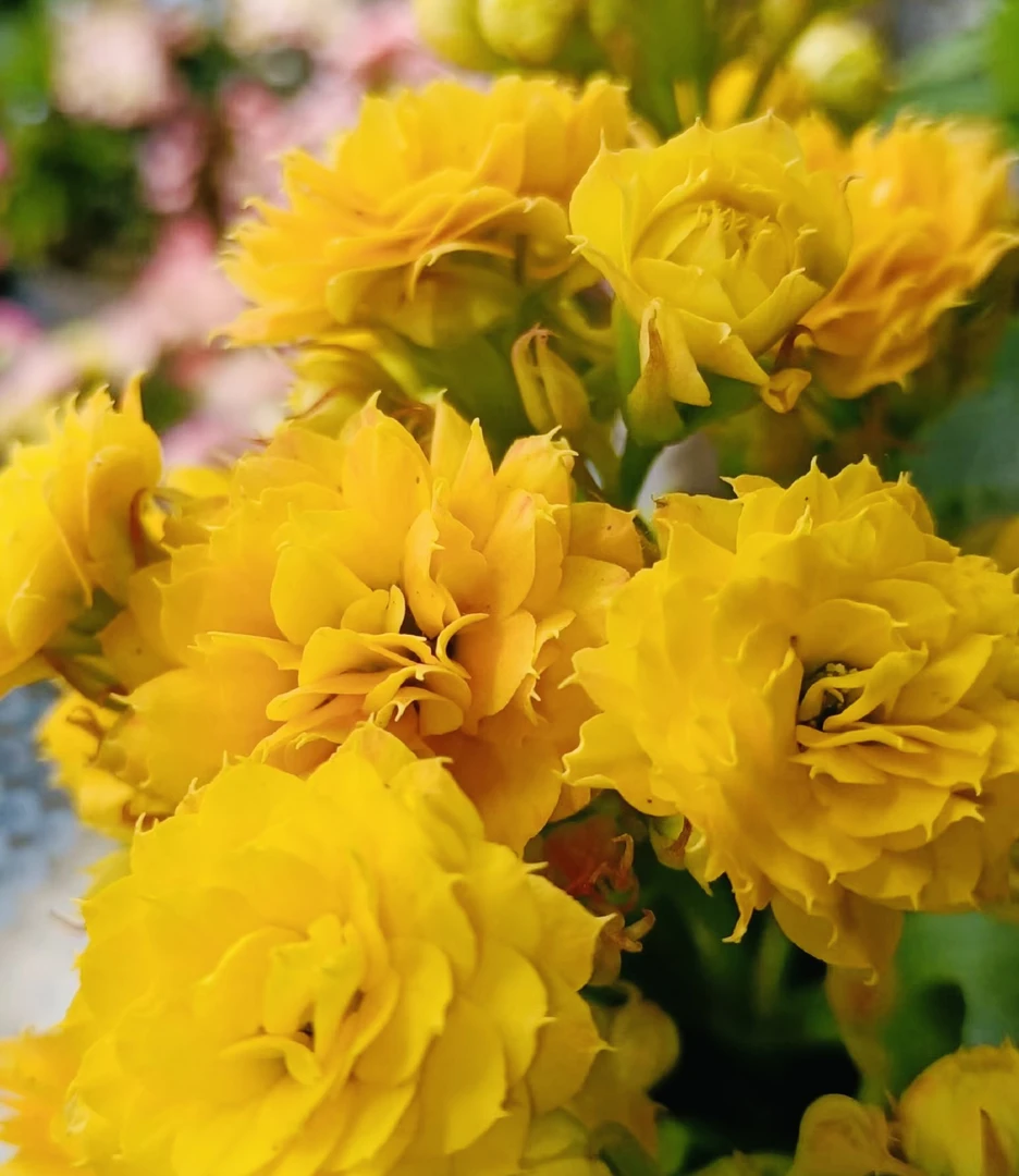 【巴博尔】130盆长寿 稀有黄色超大花品种 基地直发