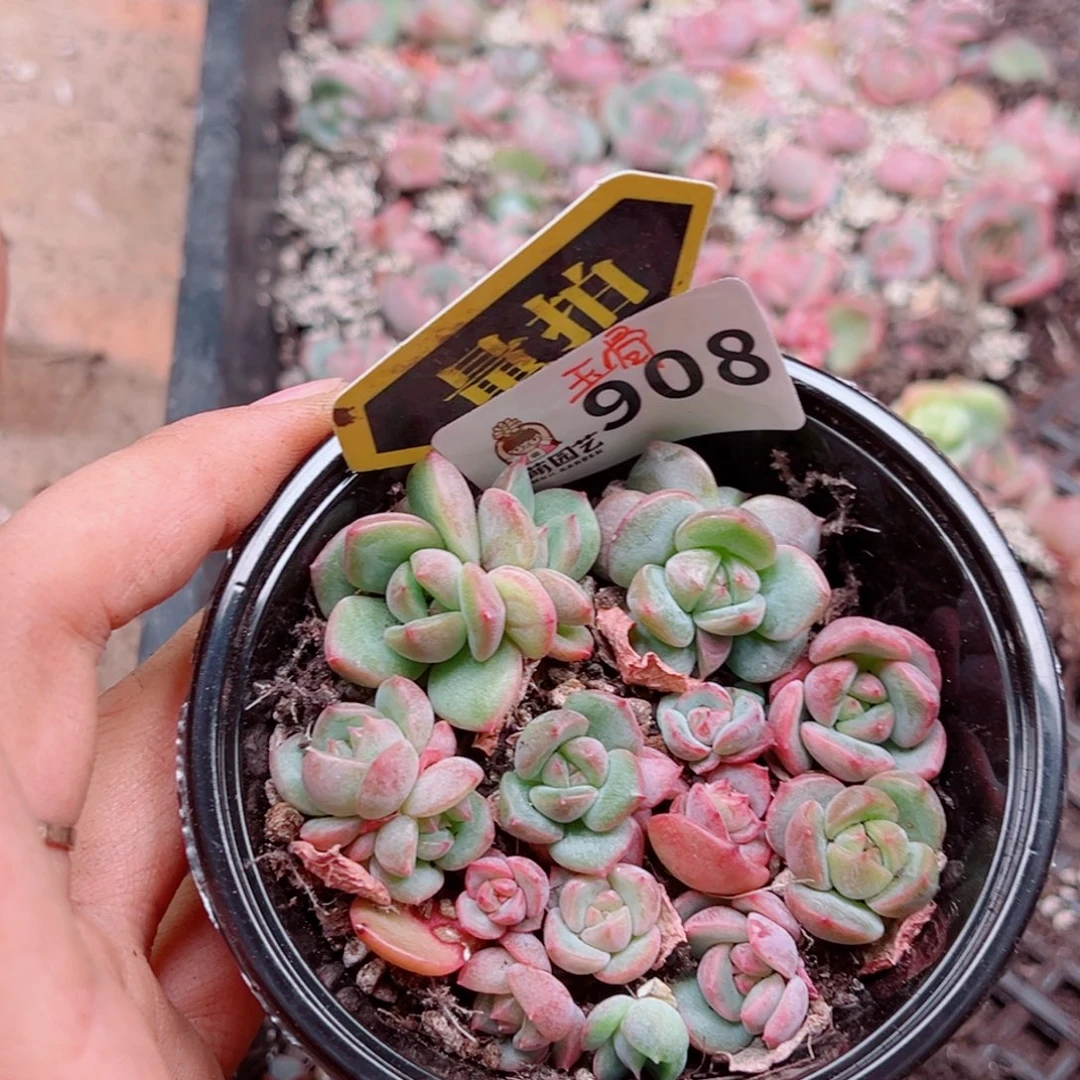 多肉植物多肉植物