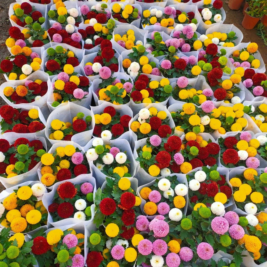 ins风乒乓菊四季开花带花苞易活耐热室底部黄叶属于正常现象