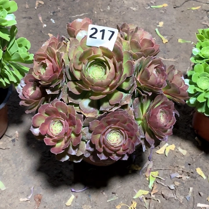 法师植物一物一拍217