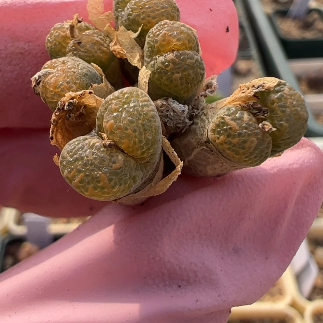 357 好看的多肉冲冲冲q