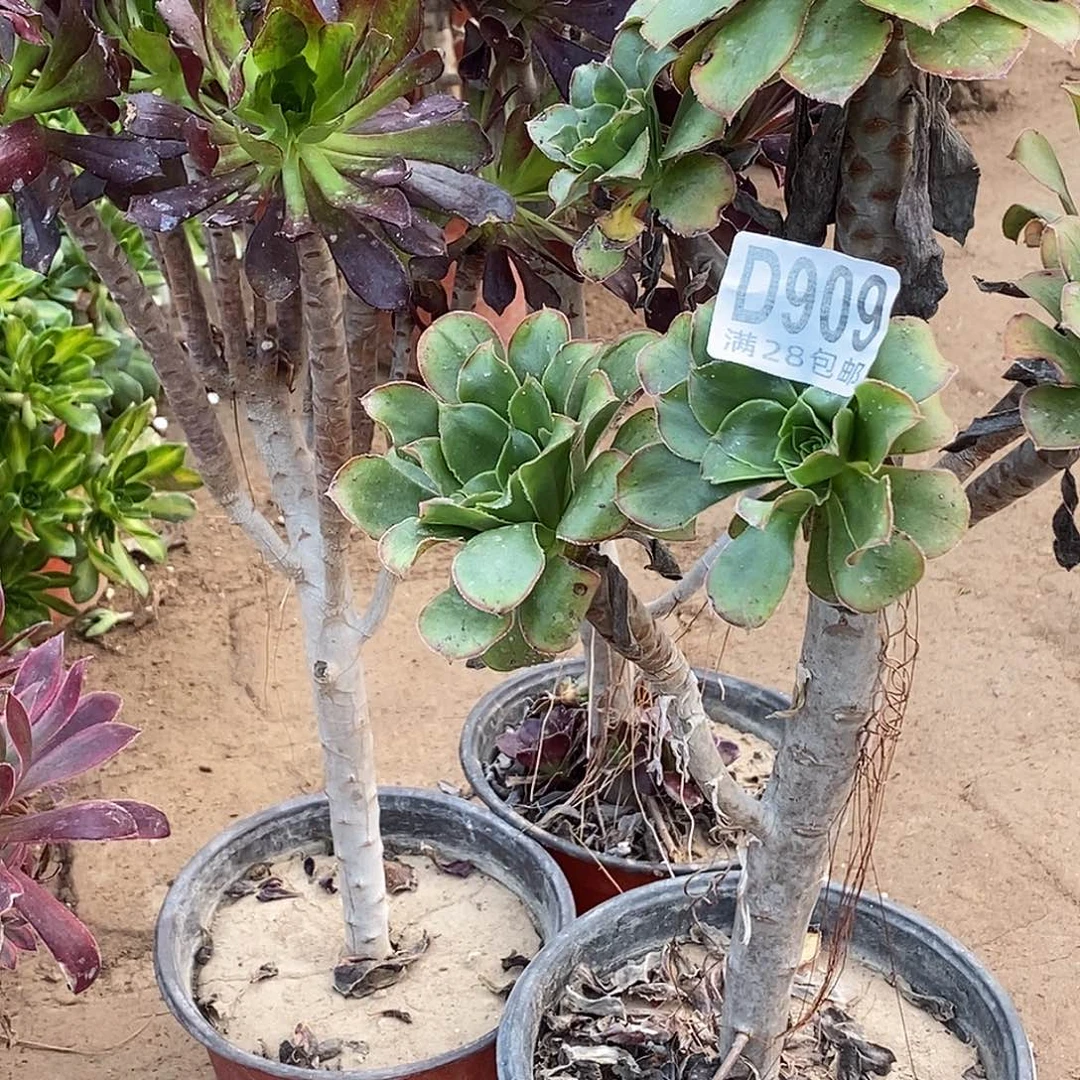 雨***烟909三个法师多肉植物无售后