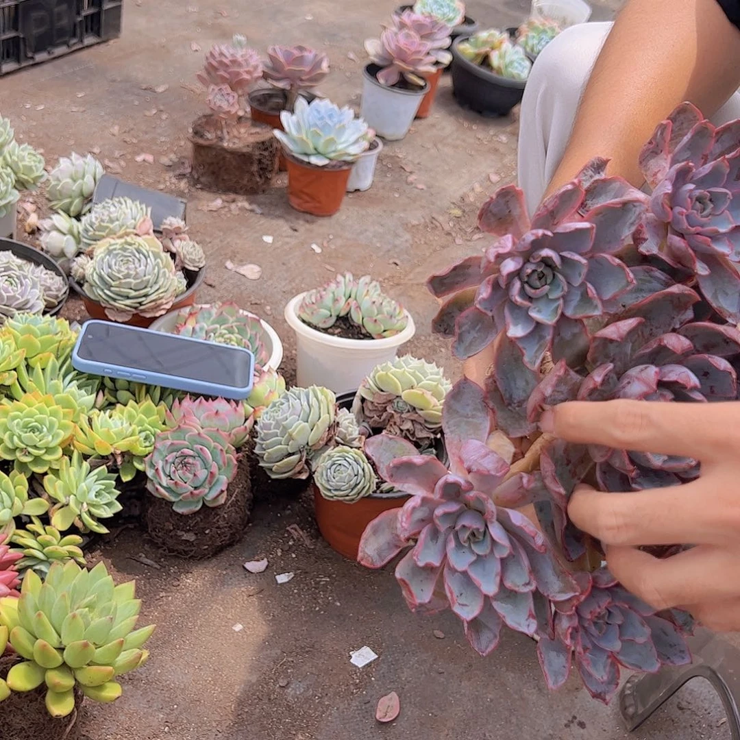 单头带多籽 精品无砍赫拉