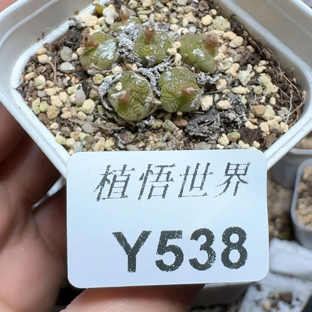 538号多肉植物哇x