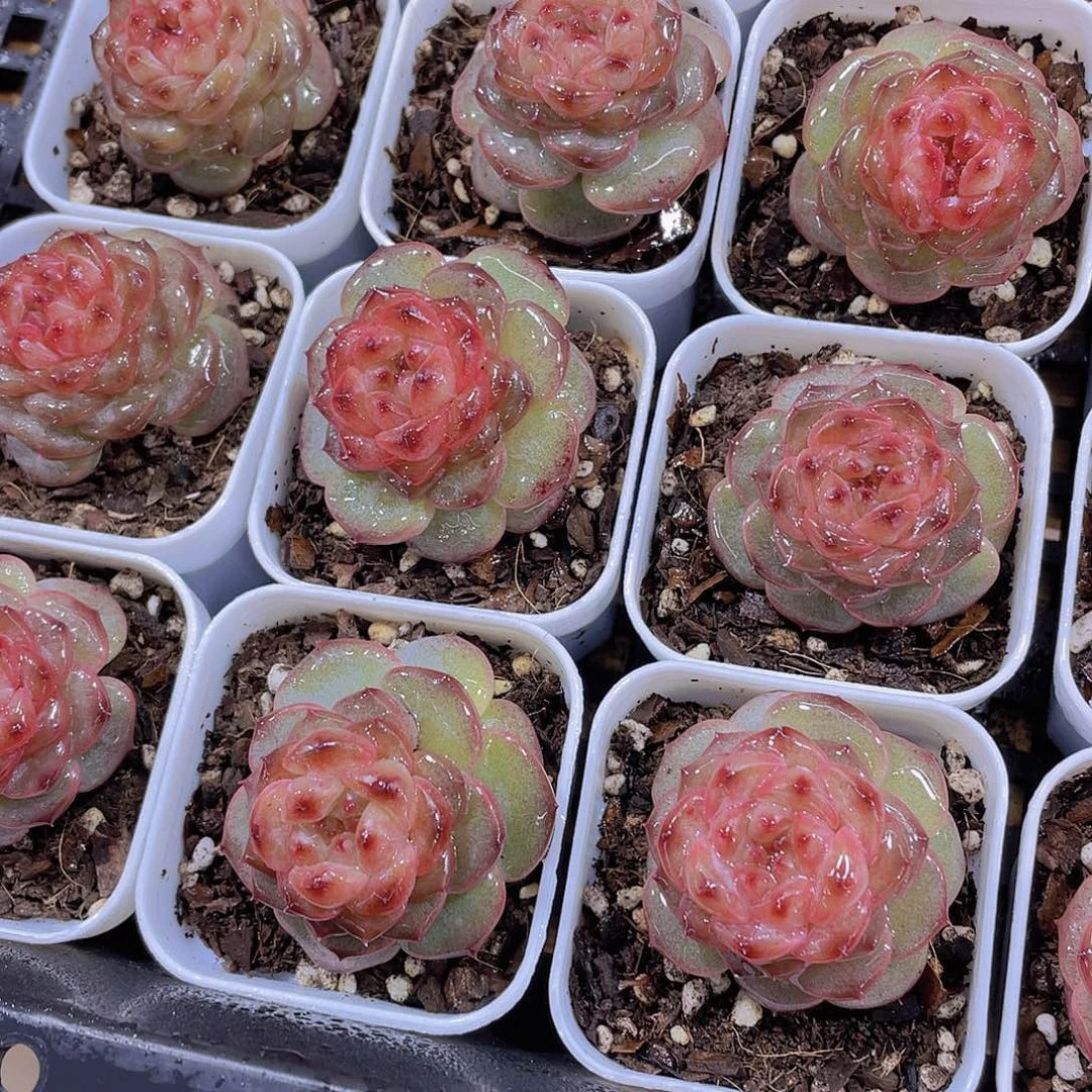 1073号 丸叶焦糖云朵珍妮单头一个