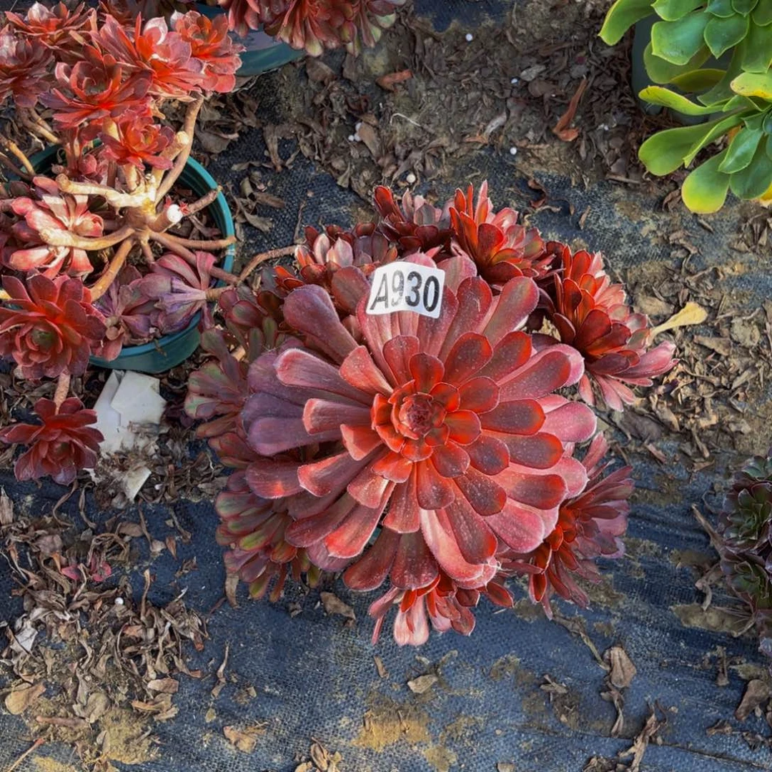 红锦鲤法师朵朵1-37