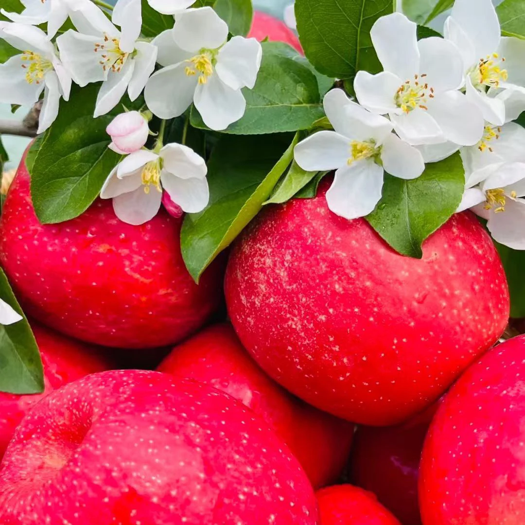 顺丰/吉县苹果瑞香红纯甜汁多24颗10斤产地冷库直发包邮偏远除外