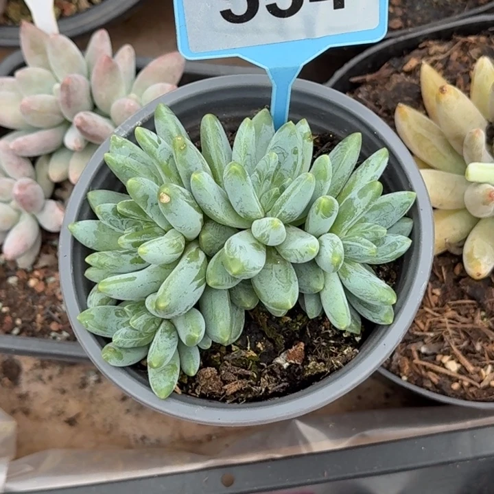 多肉植物啊蒂斯托群534
