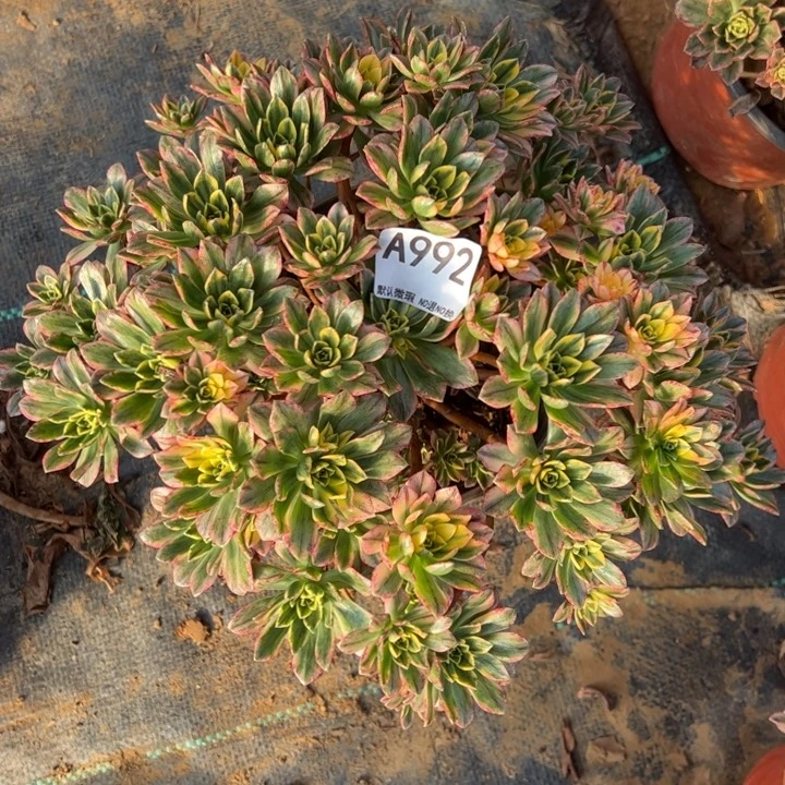 微瑕甜茶多肉植物992.