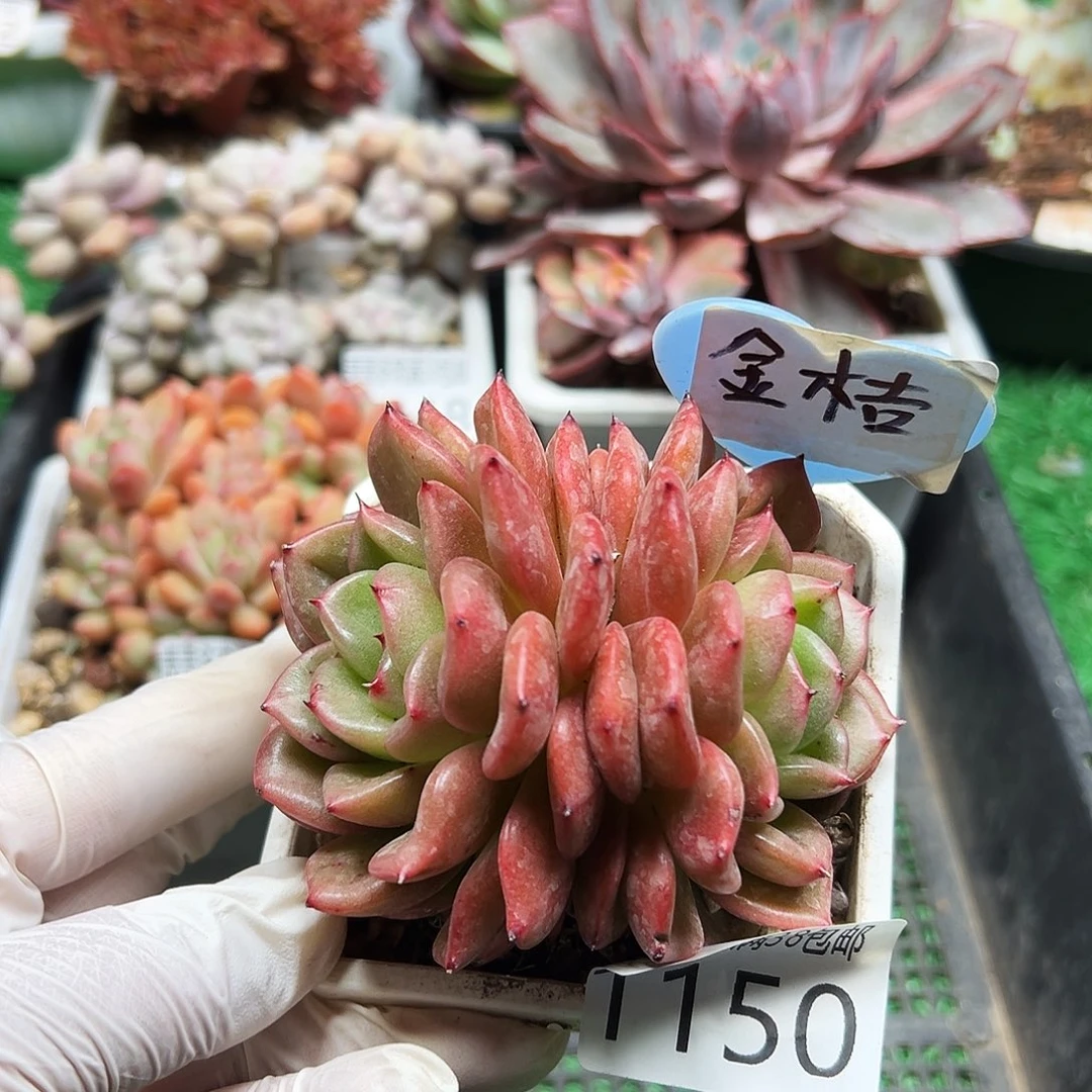 无花朵多肉一物＿拍植物1150