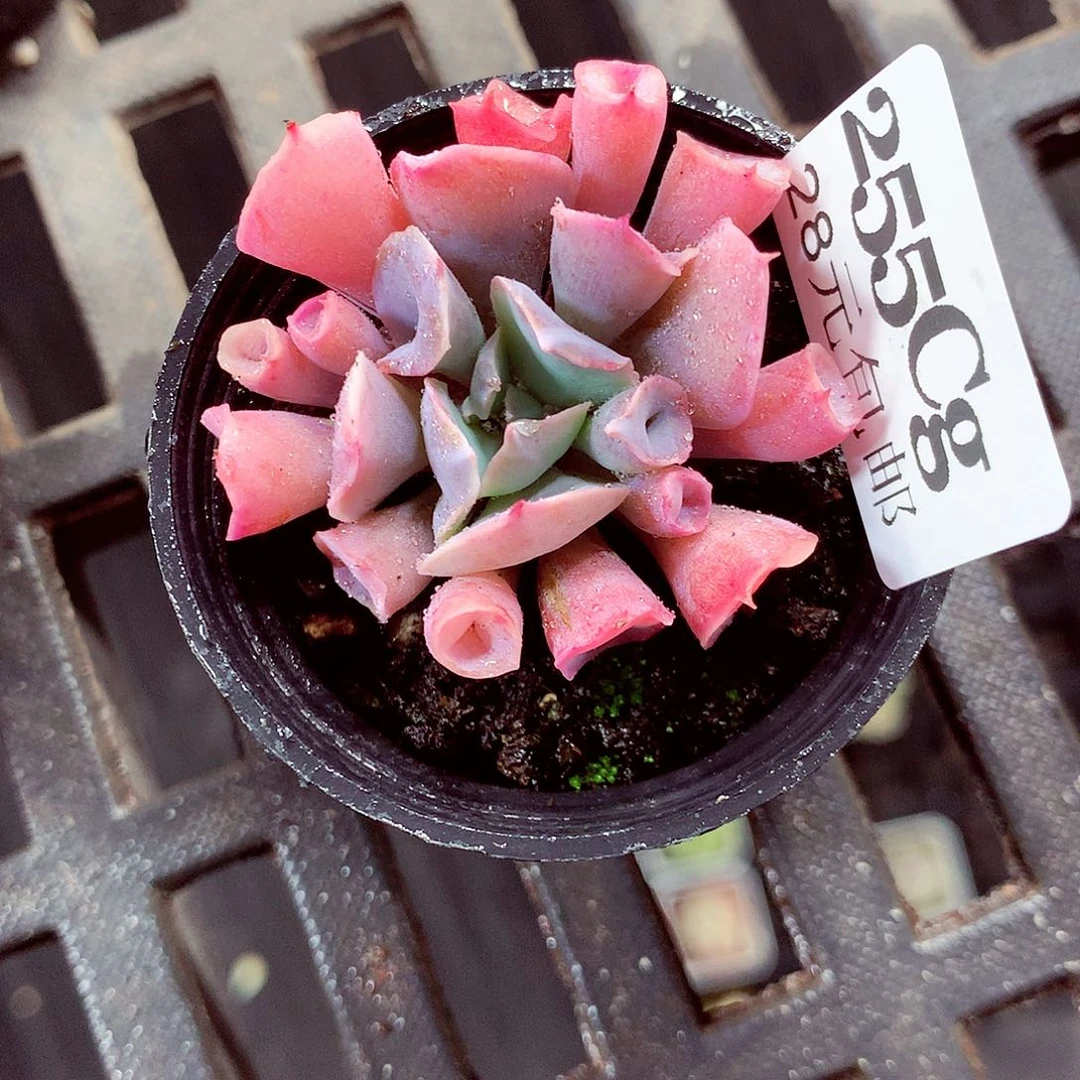 5厘米盆精控多肉255